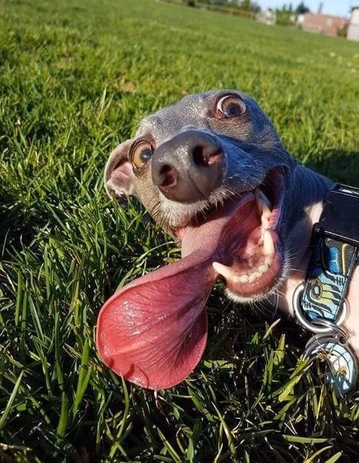 15 bức ảnh hài hước khiến cuộc sống của bạn tươi sáng hơn ảnh 1