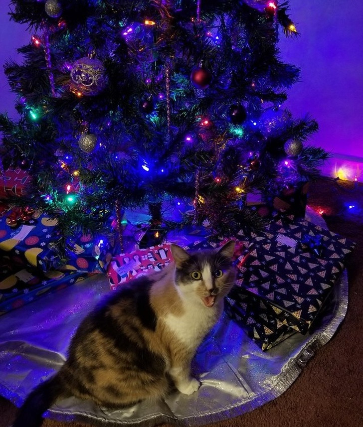 15 hình ảnh chứng minh không phải thú cưng nào cũng hào hứng với Giáng sinh ảnh 10