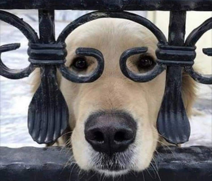 15 ảnh chụp động vật có khoảnh khắc hoàn hảo khiến bạn bối rối ảnh 1