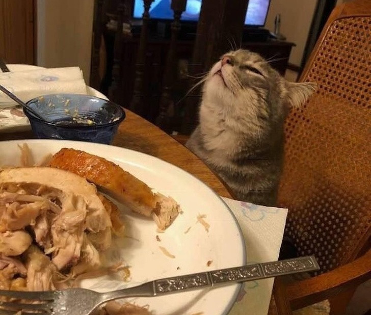 15 bức ảnh hài hước khiến cuộc sống của bạn tươi sáng hơn ảnh 6