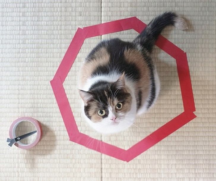 17 bức ảnh minh chứng logic cực kỳ hài hước của loài mèo ảnh 16 17 bức ảnh minh chứng logic cực kỳ hài hước của loài mèo ảnh 16