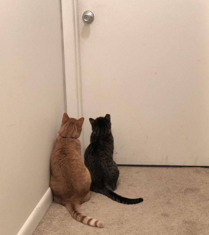 17 bức ảnh minh chứng logic cực kỳ hài hước của loài mèo ảnh 7 17 bức ảnh minh chứng logic cực kỳ hài hước của loài mèo ảnh 7