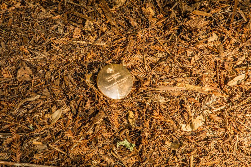 Mảnh tròn ghi lại thông tin của người đã mất đặt ngay cạnh gốc cây có ý nghĩa giống như bia mộ. Ảnh: NY Times