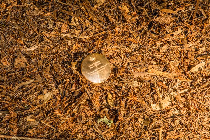 Mảnh tròn ghi lại thông tin của người đã mất đặt ngay cạnh gốc cây có ý nghĩa giống như bia mộ. Ảnh: NY Times