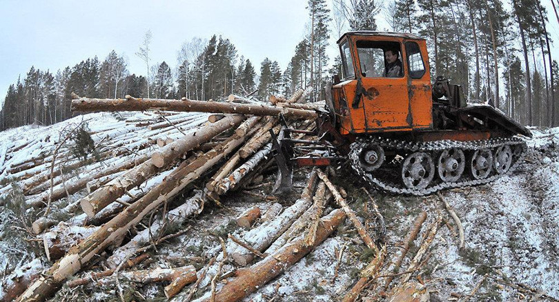 Nạn chặt phá rừng bừa bãi của thương nhân Trung Quốc đang trở thành vấn nạn ở Siberia và Viễn Đông
