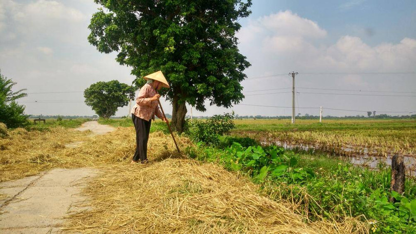 Rơm rạ khi bị mắc vào gầm xe, nguy cơ gây cháy là rất cao