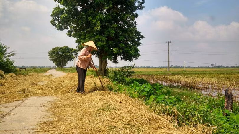 Rơm rạ khi bị mắc vào gầm xe, nguy cơ gây cháy là rất cao