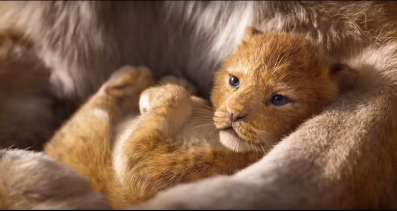 Simba mới ra đời Simba mới ra đời