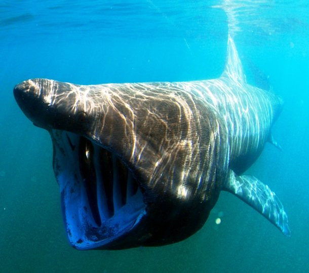 Cá mập Basking Cá mập Baskin