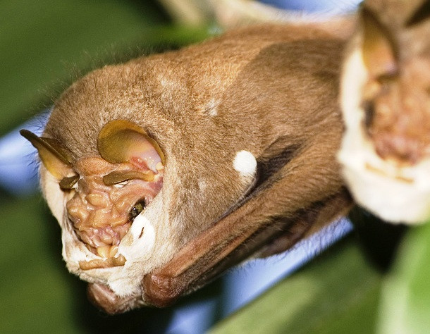 Dơi mặt quỷ Dơi mặt quỷ