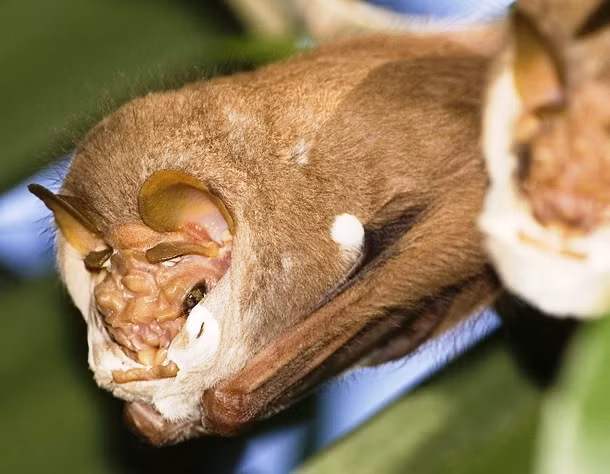 Dơi mặt quỷ Dơi mặt quỷ