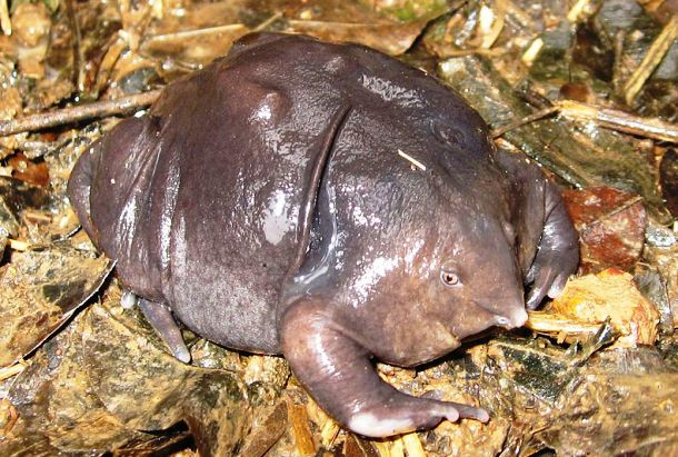 Ếch mũi lợn Ếch mũi lợn