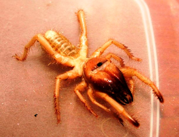 Nhện lạc đà Nhện lạc đà