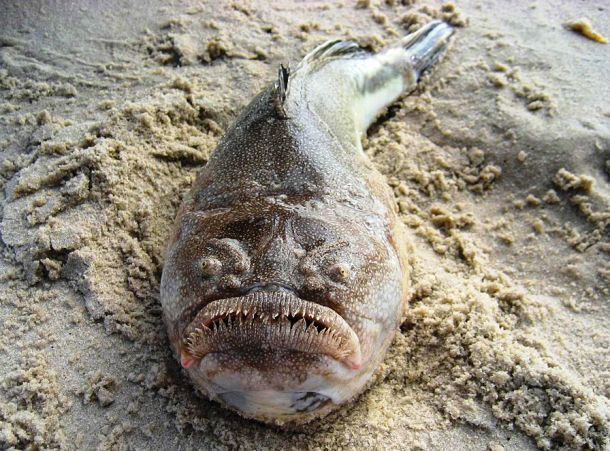 Cá điện Cá điện