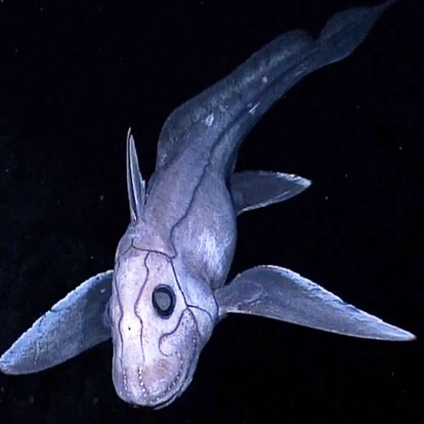 Cá mập ma Cá mập ma