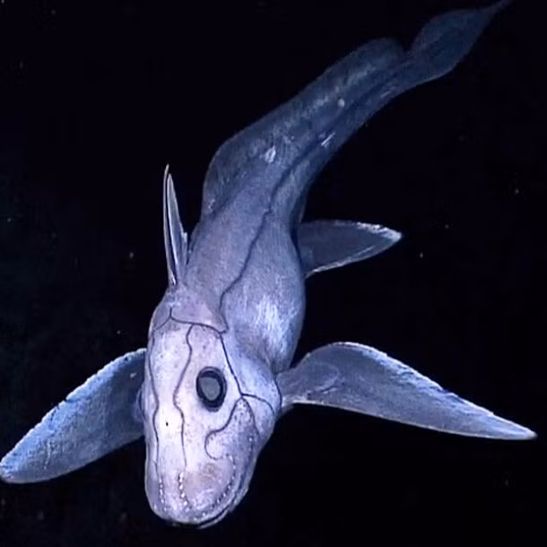 Cá mập ma Cá mập ma