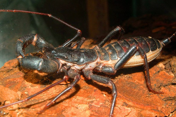 Bọ cạp roi Bọ cạp roi