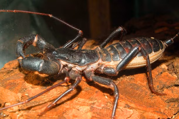 Bọ cạp roi Bọ cạp roi