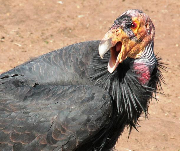 Diều hâu California Diều hâu California