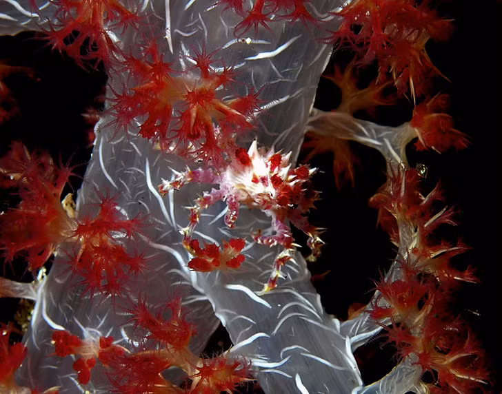 Ngỡ ngàng trước 23 sinh vật “ngoài hành tinh” dưới lòng đại dương ảnh 15 Ngỡ ngàng trước 23 sinh vật “ngoài hành tinh” dưới lòng đại dương ảnh 15