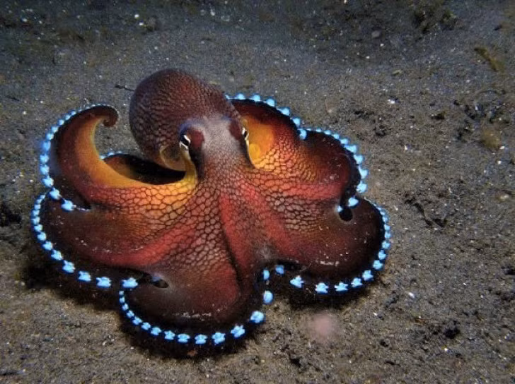 Ngỡ ngàng trước 23 sinh vật “ngoài hành tinh” dưới lòng đại dương ảnh 23 Ngỡ ngàng trước 23 sinh vật “ngoài hành tinh” dưới lòng đại dương ảnh 23