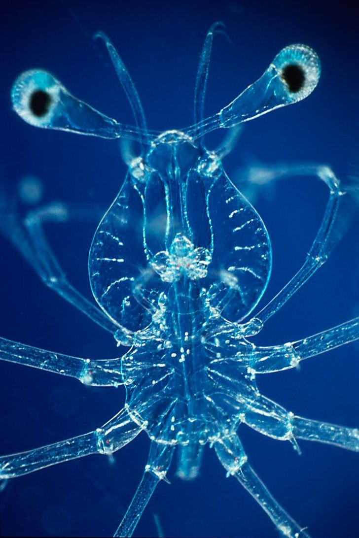 Ngỡ ngàng trước 23 sinh vật “ngoài hành tinh” dưới lòng đại dương ảnh 18