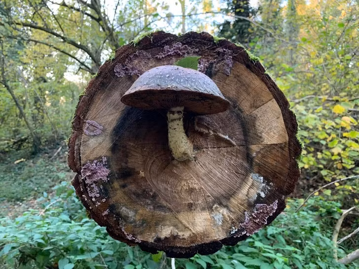 Nguồn: Bright Side Nguồn: Bright Side