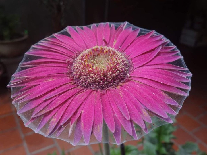 Nguồn: Bright Side