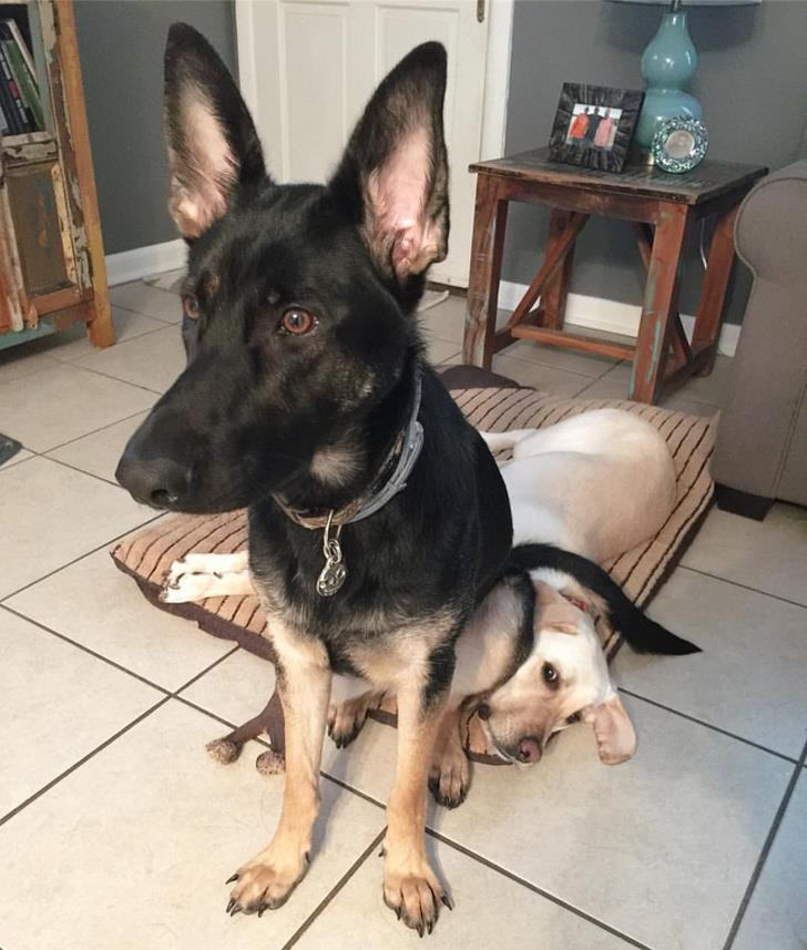 Nguồn: Bright Side