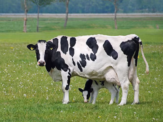 FDA tìm thấy PFAS trong một loạt mẫu phẩm từ một trang trại bò sữa, họ đã tiêu hủy toàn bộ số sữa ở đây FDA tìm thấy PFAS trong một loạt mẫu phẩm từ một trang trại bò sữa, họ đã tiêu hủy toàn bộ số sữa ở đây