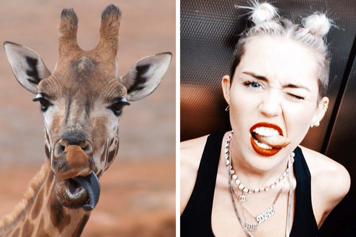 Nguồn: Bright Side