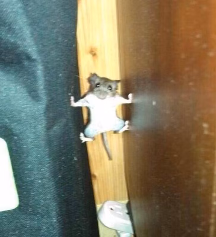 Nguồn: Bright Side