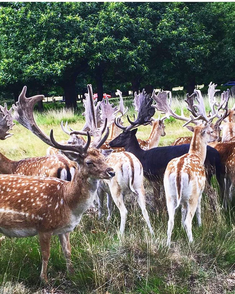 Sững sờ với màu sắc độc đáo của thế giới động vật ảnh 7