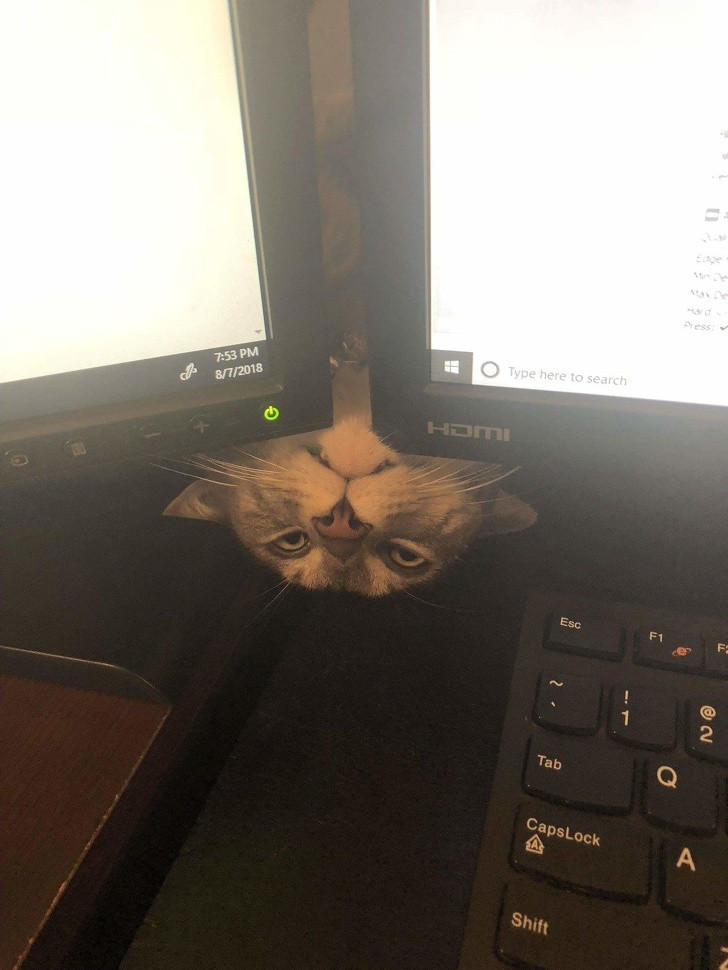 15 hình ảnh chứng minh loài mèo sở hữu tư duy logic kỳ lạ ảnh 13