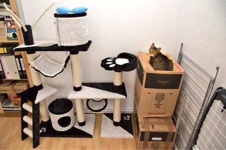 15 hình ảnh chứng minh loài mèo sở hữu tư duy logic kỳ lạ ảnh 7