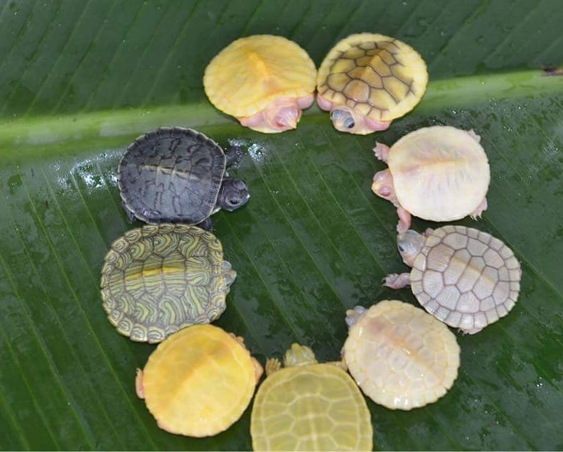 Sững sờ với màu sắc độc đáo của thế giới động vật ảnh 10