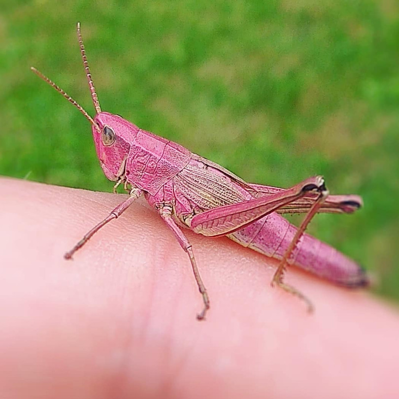 Sững sờ với màu sắc độc đáo của thế giới động vật ảnh 12