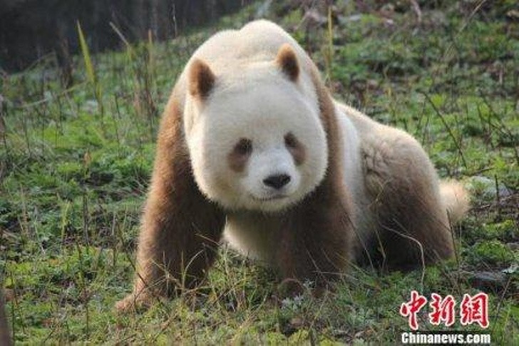 Sững sờ với màu sắc độc đáo của thế giới động vật ảnh 2