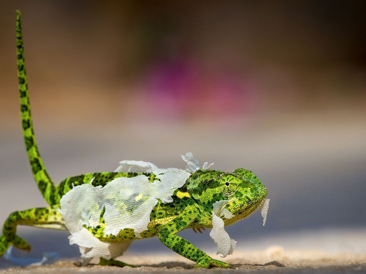 Những bức ảnh đẹp nhất năm 2018 do National Geographic bình chọn ảnh 8