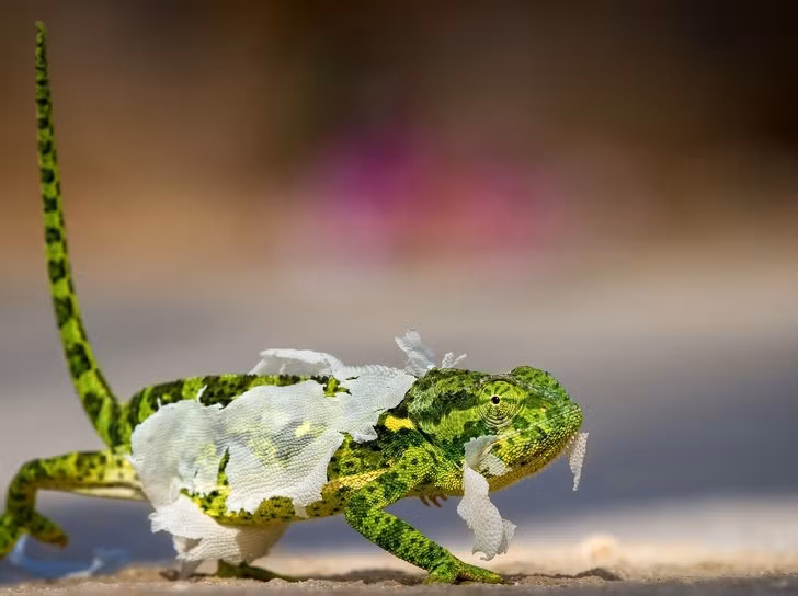 Những bức ảnh đẹp nhất năm 2018 do National Geographic bình chọn ảnh 8