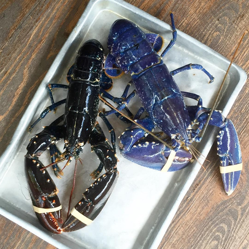 Sững sờ với màu sắc độc đáo của thế giới động vật ảnh 13