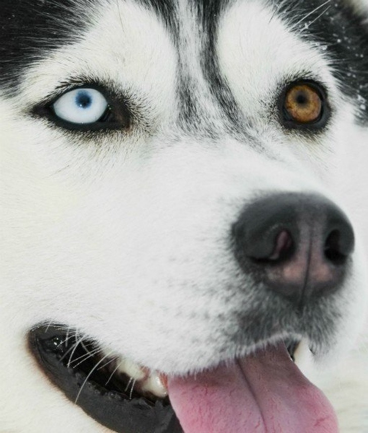 10 sinh vật sở hữu đôi mắt đẹp nhất hành tinh ảnh 8