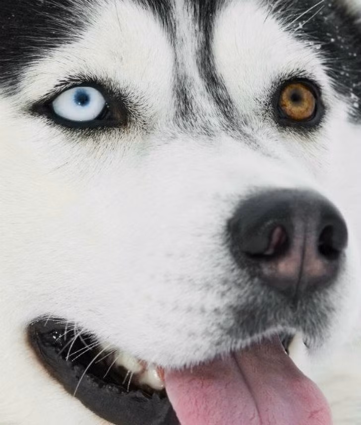 10 sinh vật sở hữu đôi mắt đẹp nhất hành tinh ảnh 8