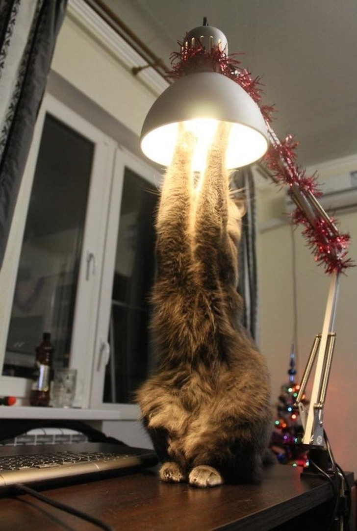 13 hình ảnh tốt hơn bất kỳ thuốc chống trầm cảm nào ảnh 4