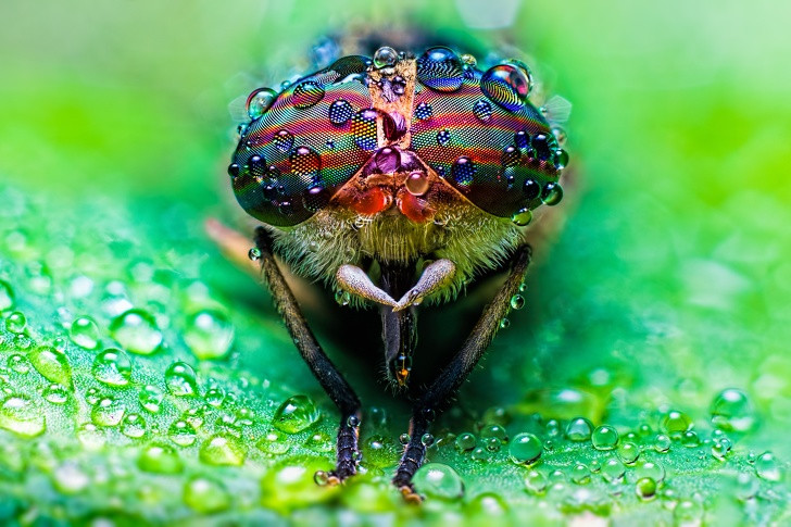 10 sinh vật sở hữu đôi mắt đẹp nhất hành tinh ảnh 1