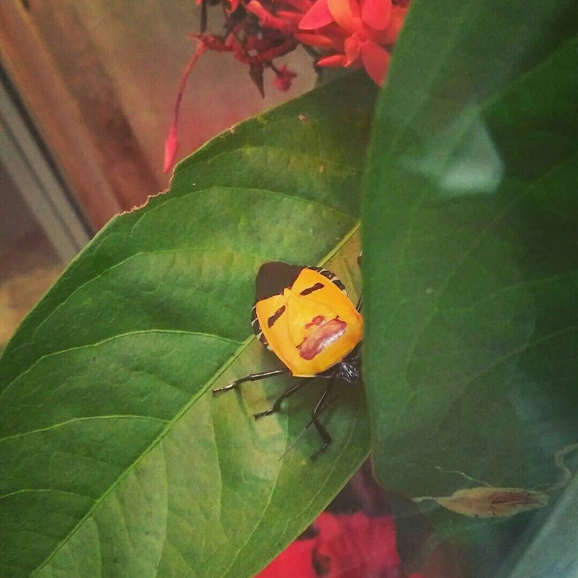 Sững sờ với màu sắc độc đáo của thế giới động vật ảnh 8