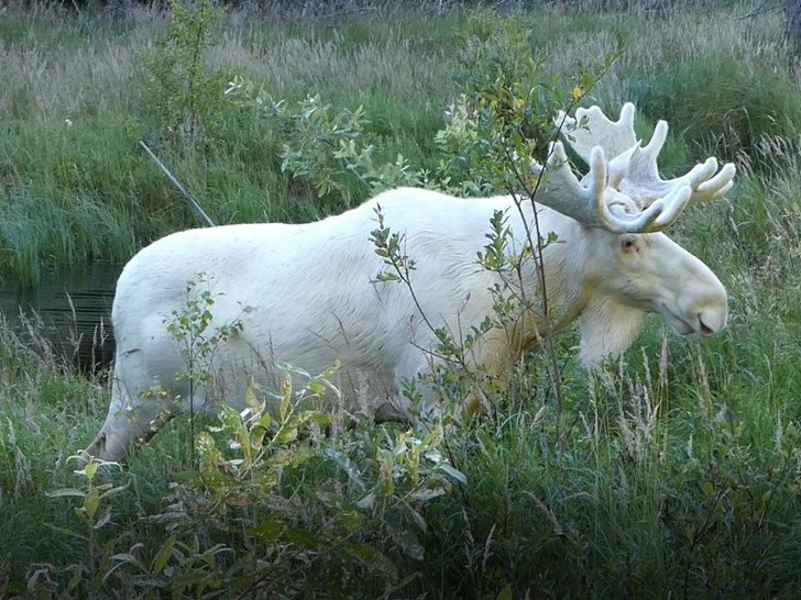 Sững sờ với màu sắc độc đáo của thế giới động vật ảnh 3