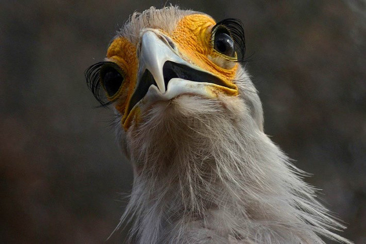 10 sinh vật sở hữu đôi mắt đẹp nhất hành tinh ảnh 3