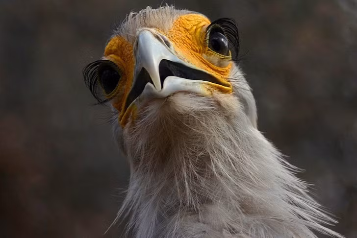 10 sinh vật sở hữu đôi mắt đẹp nhất hành tinh ảnh 3