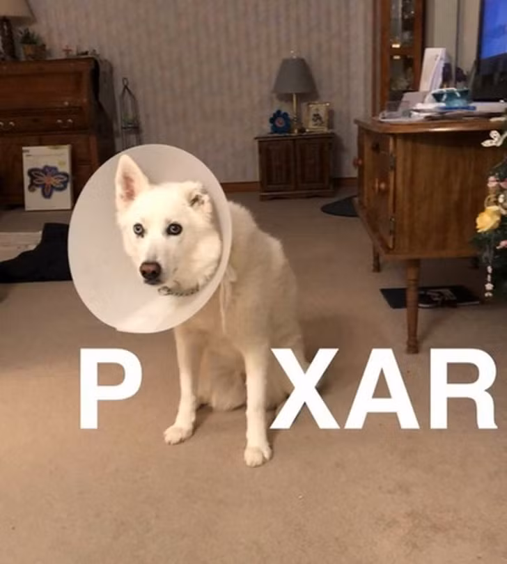 13 hình ảnh tốt hơn bất kỳ thuốc chống trầm cảm nào ảnh 9